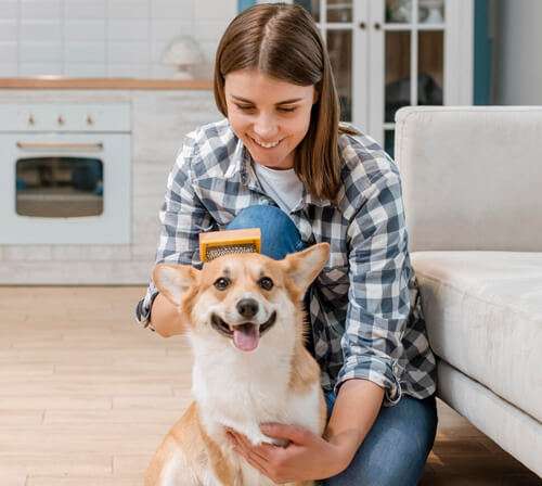 Beyond Function — How Pet Accessories Reflect Modern Lifestyle Trends