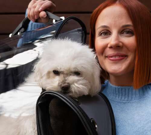 Stylish Companions — The Growing Demand for Premium Pet Accessories
