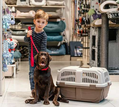 Seasonal Pet Collections — Making Every Occasion Special for Pets and Owners