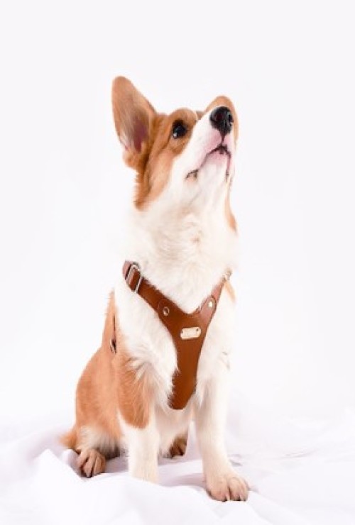 Premium EO Leather Dog Harness Adjustable Comfort Fit for Small, Medium & Large Dogs